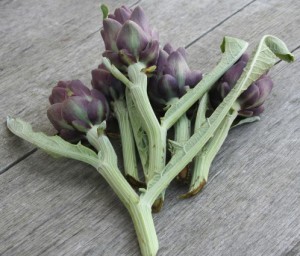 artichoke