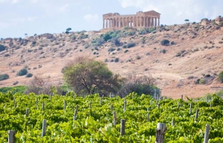DIODOROS誕生。神殿のふもとで栽培されるブドウから造られるワインです。