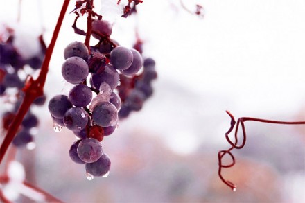 新年早々、縁起がいい？ 今年初のブドウ収穫のニュースです。