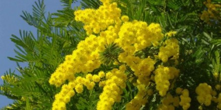 町中が黄色にそまる！ 今日はミモザの花であふれる1日です。