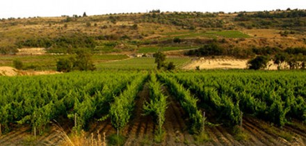 Cerasuolo di Vittoria…シチリア最初で唯一のDOCGワイン。