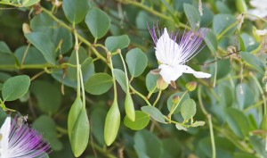 Cappero-fiori-e-frutti