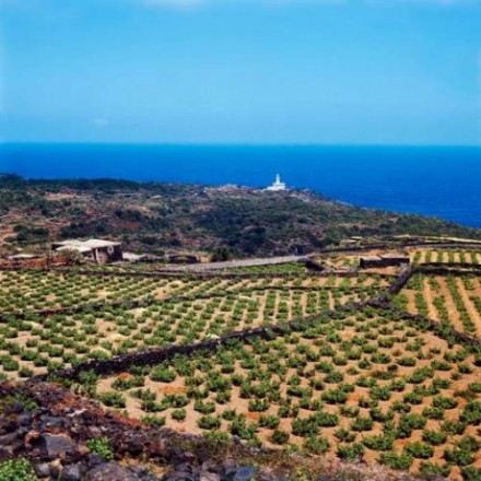 祝・ユネスコ登録!! ピエモンテに続いてシチリアでもブドウ関係の登録です。