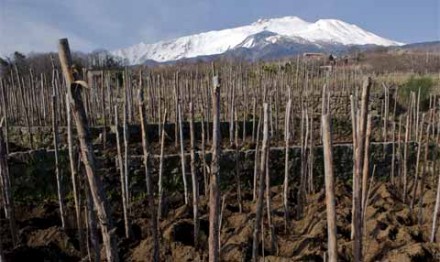 週末アペリティーヴォは”Etna Rosso”。久しぶりのシチリアワインです。